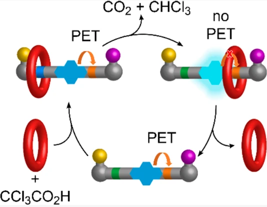 Graphical abstract for Switched “On” Transient Fluorescence Output from a Pulsed-Fuel Molecular Ratchet
